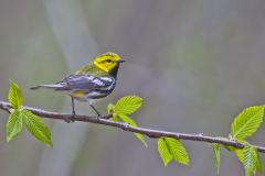 Black-throated Green Warbler, Setophaga virens