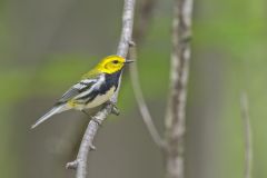 Black-throated Green Warbler, Setophaga virens