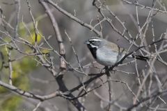 Black-throated Sparrow, Amphispiza bilineata