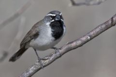 Black-throated Sparrow, Amphispiza bilineata