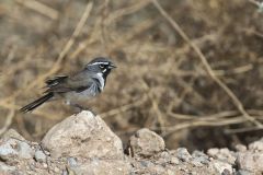 Black-throated Sparrow, Amphispiza bilineata