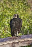 Black Vulture, Coragyps atratus