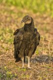 Black Vulture, Coragyps atratus