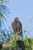 Black Vulture, Coragyps atratus