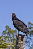 Black Vulture, Coragyps atratus