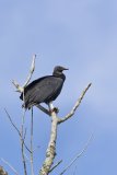 Black Vulture, Coragyps atratus