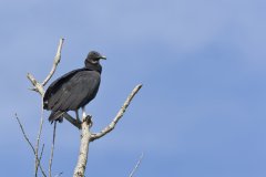 Black Vulture, Coragyps atratus