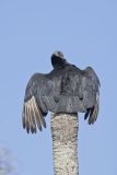 Black Vulture, Coragyps atratus