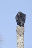 Black Vulture, Coragyps atratus