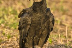 Black Vulture, Coragyps atratus