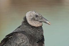 Black Vulture, Coragyps atratus