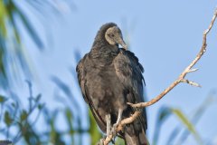Black Vulture, Coragyps atratus