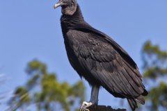 Black Vulture, Coragyps atratus