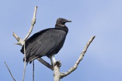 Black Vulture, Coragyps atratus