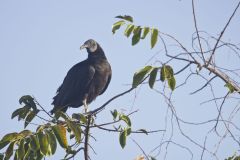 Black Vulture, Coragyps atratus