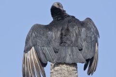 Black Vulture, Coragyps atratus
