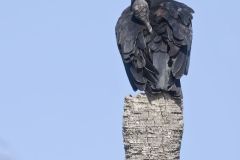 Black Vulture, Coragyps atratus