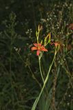 Blackberry Lily, Iris domestica