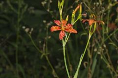 Blackberry Lily