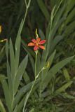 Blackberry Lily, Iris domestica
