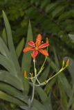 Blackberry Lily, Iris domestica