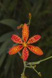 Blackberry Lily, Iris domestica