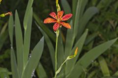 Blackberry Lily, Iris domestica