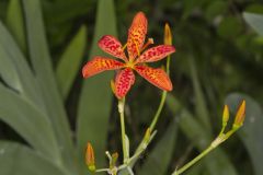 Blackberry Lily, Iris domestica