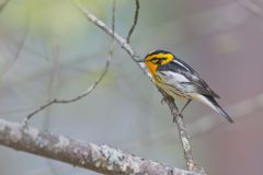 Blackburnian Warbler, Setophaga fusca