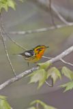 Blackburnian Warbler, Setophaga fusca