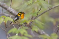 Blackburnian Warbler, Setophaga fusca