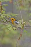 Blackburnian Warbler, Setophaga fusca