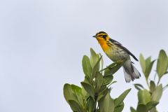 Blackburnian Warbler, Setophaga fusca