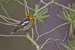 Blackburnian Warbler, Setophaga fusca