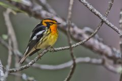 Blackburnian Warbler, Setophaga fusca