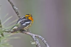 Blackburnian Warbler, Setophaga fusca