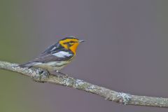 Blackburnian Warbler, Setophaga fusca