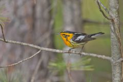Blackburnian Warbler, Setophaga fusca