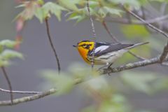 Blackburnian Warbler, Setophaga fusca