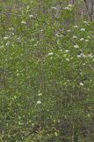 Blackhaw, Viburnum prunifolium