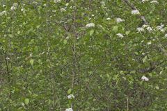 Blackhaw
