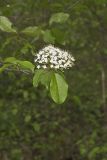 Blackhaw, Viburnum prunifolium