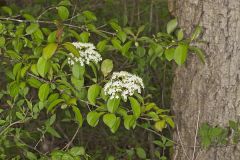 Blackhaw, Viburnum prunifolium