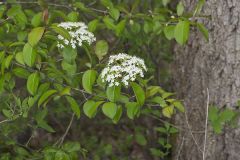 Blackhaw, Viburnum prunifolium