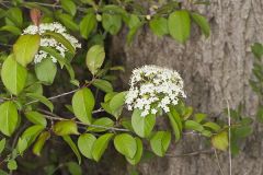 Blackhaw, Viburnum prunifolium
