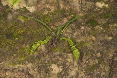 Blackstem Spleenwort