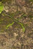 Blackstem Spleenwort, Asplenium resiliens