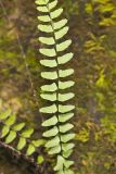 Blackstem Spleenwort, Asplenium resiliens