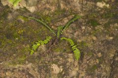 Blackstem Spleenwort, Asplenium resiliens