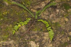 Blackstem Spleenwort, Asplenium resiliens